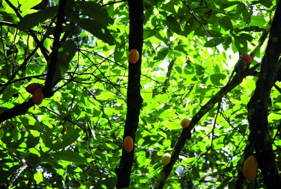 Hanging cocoa pods in Liberia. Laura Elizabeth Pohl/Bread for the World.