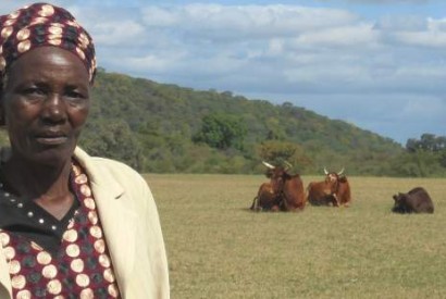 Lina Gudu purchased her cows with proceeds from a village savings and loan group. Photo by Sydney Saungweme.