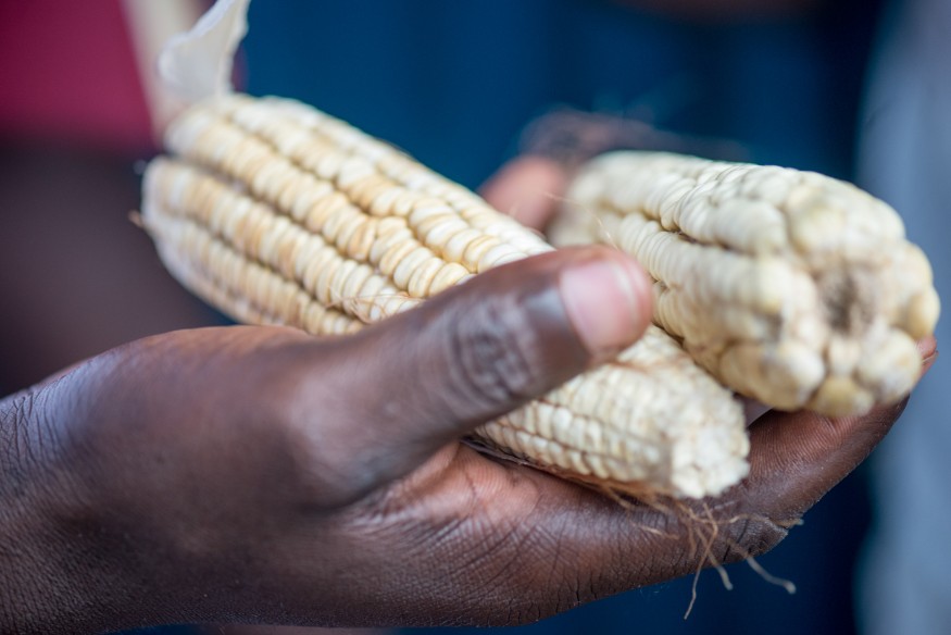 Maize is a staple crop in Rwanda. Crystaline Randazzo for Bread for the World.
