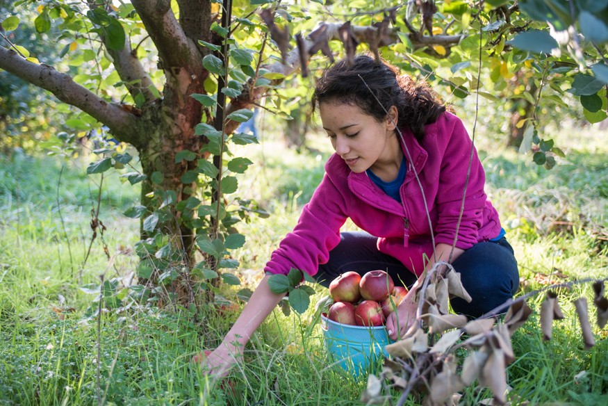 7 percent of planted fields in the United States still go unharvested, and only 10 percent of surplus food is recovered. Photo by Lacey Johnson for Bread for the World