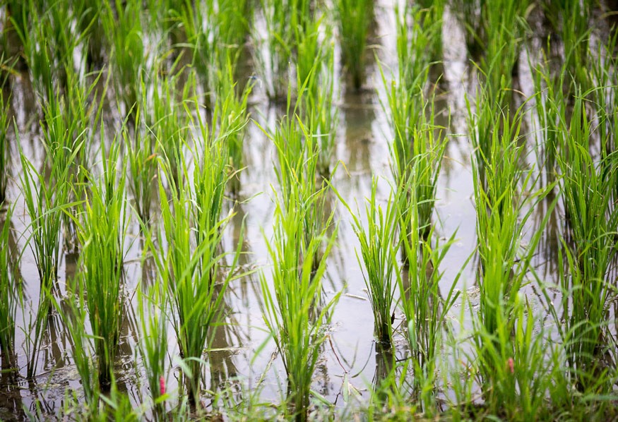 Conflict is a main driver of the recent increase in hunger around the world and of forced migration.