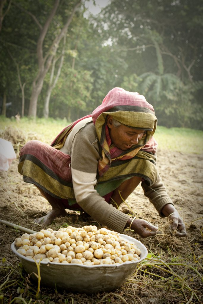 Woman farmer in Bangladesh. Photo by Shykh Seraj