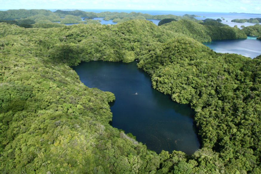 Photo caption: Jellyfish Lake on Eil Malk Island, Palau. LuxTonnerre/Wikimedia Commons