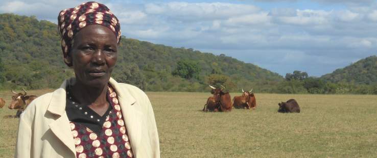 Lina Gudu purchased her cows with proceeds from a village savings and loan group. Photo by Sydney Saungweme.