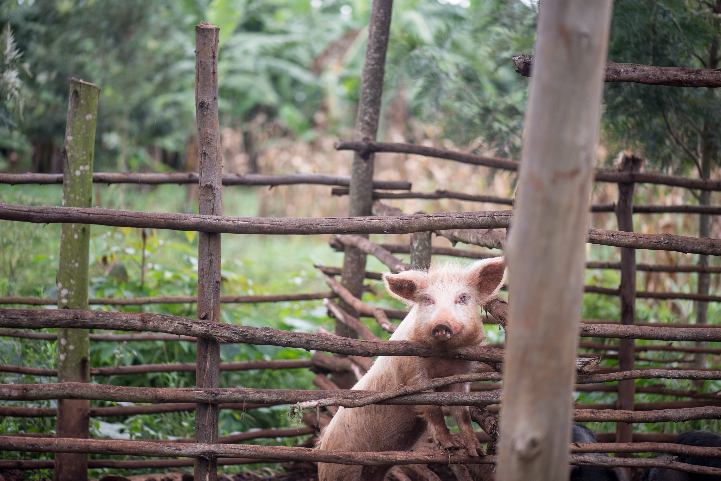A pig peeks at visitors on Emmanuel Kaburame's farm in Kirech District, Rwanda. Photo by Bread for the World.