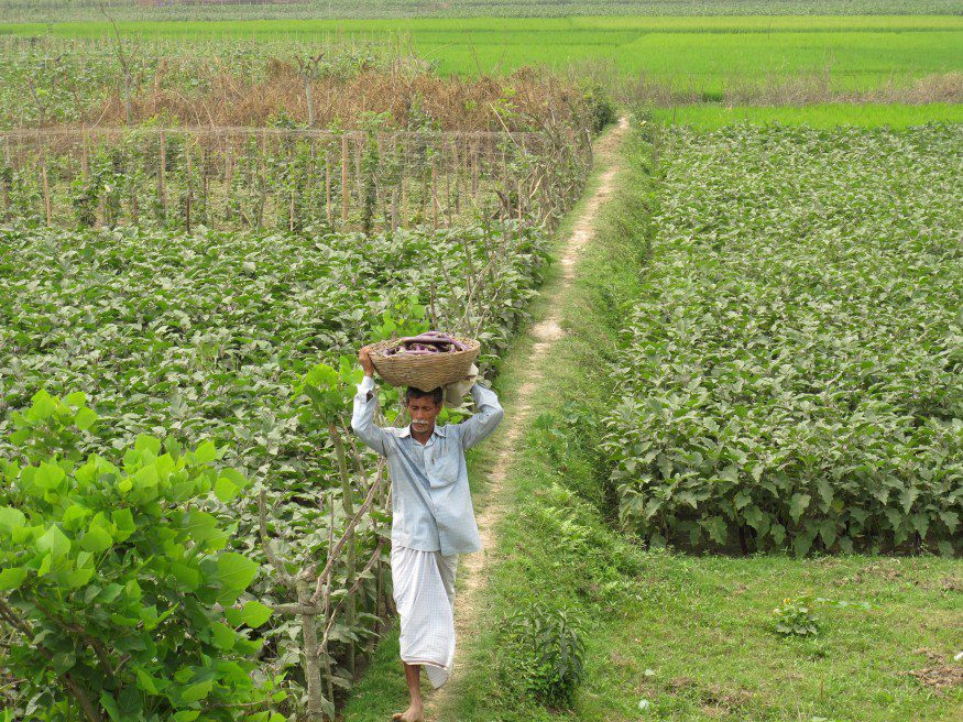 A Bangladesh farmer. Todd Post/Bread for the World Institute.