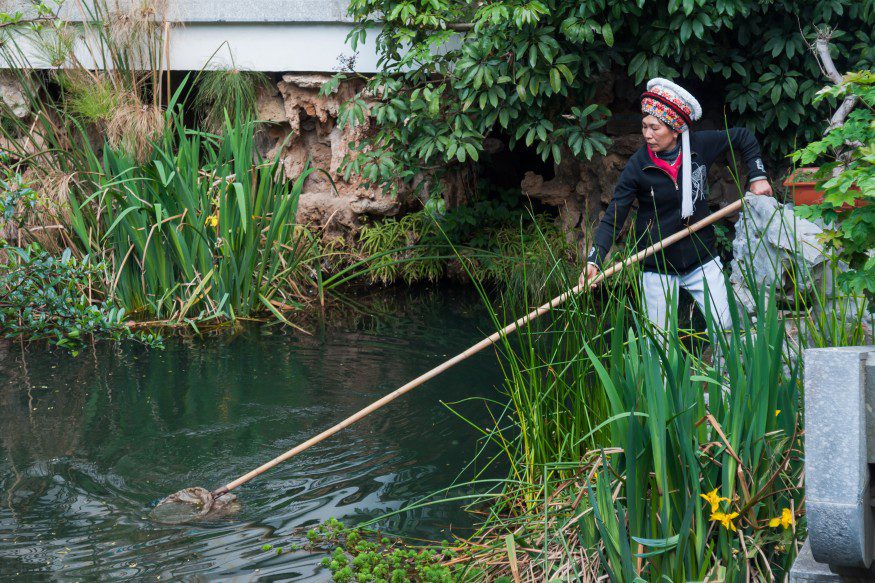 Woman with traditional Yunnan head gear, cleaning a fish pond with a brailer in Dali, Yunnan, China. Wikimedia Commons.
